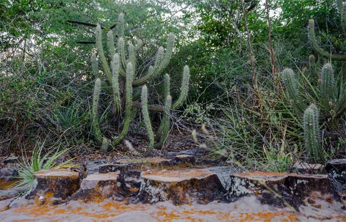 Pesquisa prevê efeitos das mudanças climáticas na Caatinga e vence prêmio
