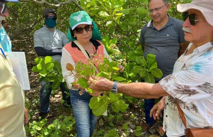Governo da Paraíba treina produtores rurais para expansão da cultura do caju no Sertão