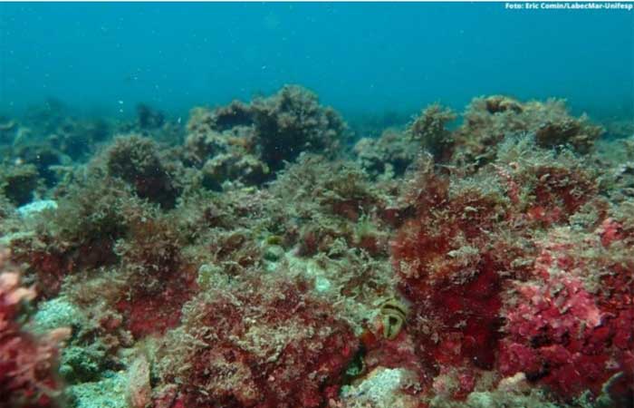 Pesquisadores da Unifesp confirmam a descoberta de novo habitat marinho na Ilha das Couves
