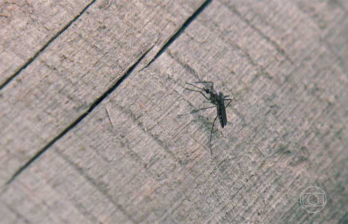 Estudo explica por que há pessoas que atraem mais mosquitos do que outras