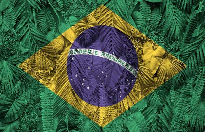 Dia Internacional das Florestas | 5 animais que só existem em matas do Brasil