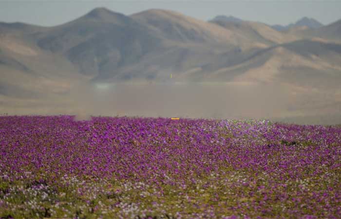 Novo parque no Atacama tem floração encantadora e semelhanças com Marte