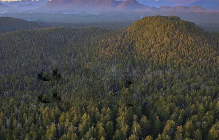 Saiba quais os benefícios das florestas para a saúde humana