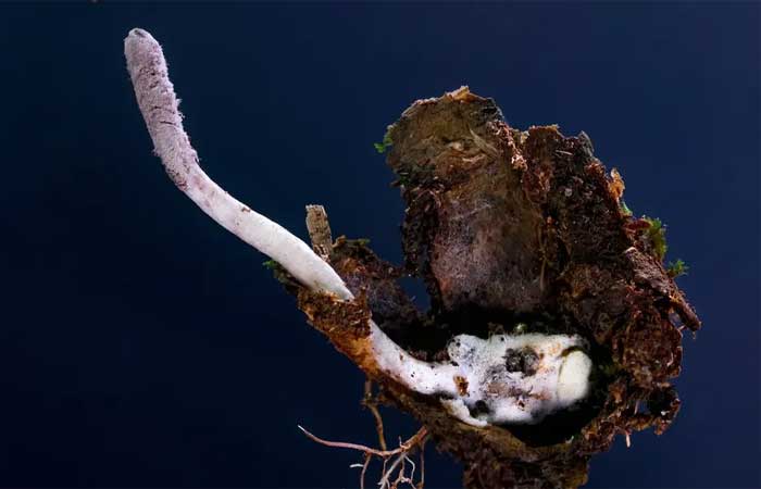 Cientistas descobrem fungo roxo raro que se alimenta de aranha na Mata Atlântica