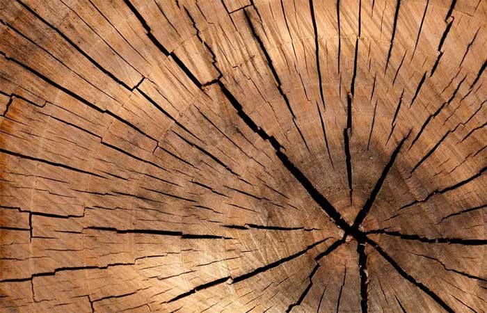 Fungo comedor de madeira pode ser alternativa biodegradável ao plástico