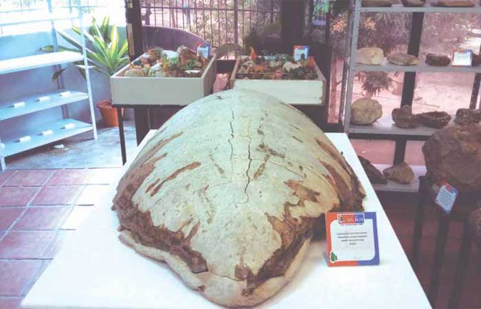 História natural da UEPB: museu reabre as portas à visitação