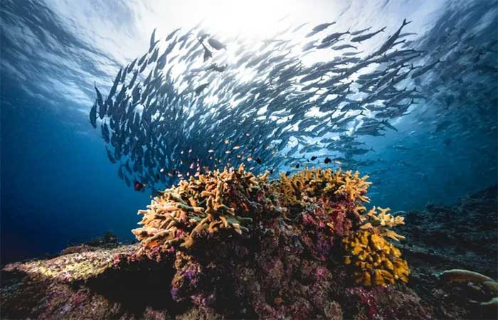 Após quase duas décadas, mundo ganha acordo histórico por proteção dos oceanos