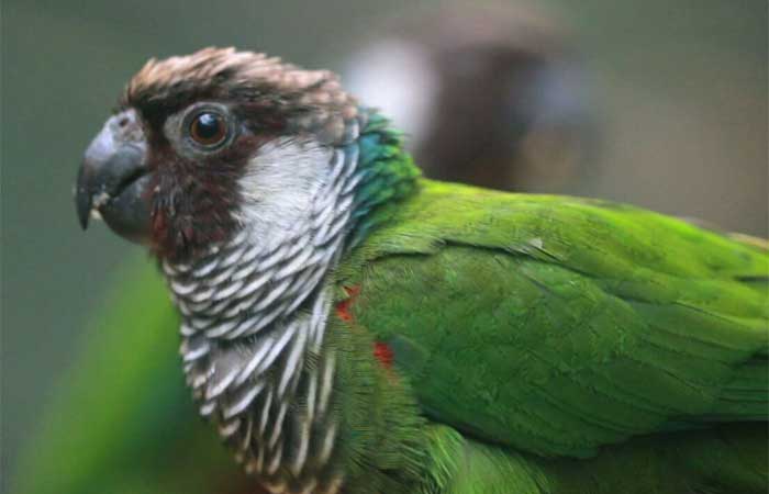 Projeto de preservação busca repovoar serra no Ceará onde o periquito-cara-suja já não era mais visto