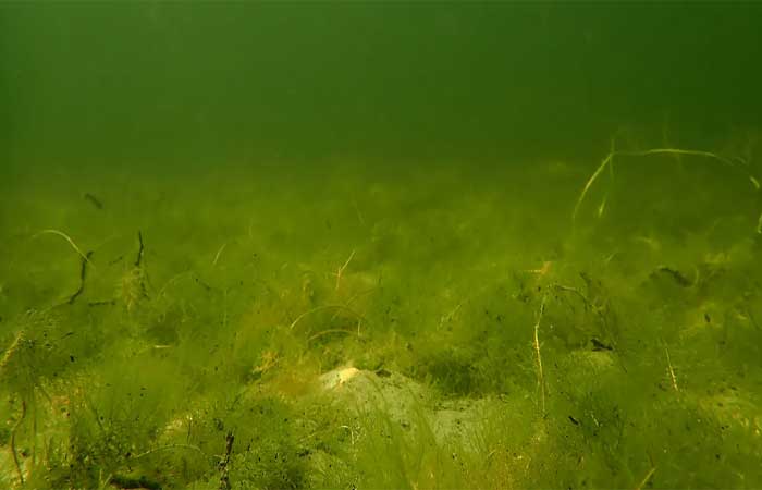 Estudo internacional alerta sobre consequências da proliferação de algas costeiras