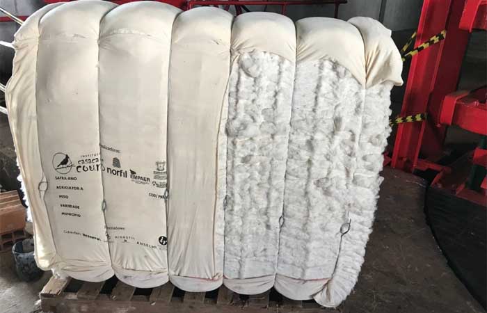 Produção de algodão orgânico é fortalecida na Paraíba