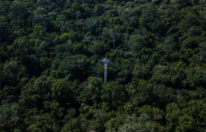 Pesquisadores querem prever como a Amazônia responderá às mudanças climáticas