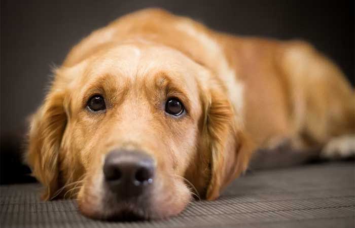 Mudanças nos hábitos de sono dos cães podem ser sinais de demência