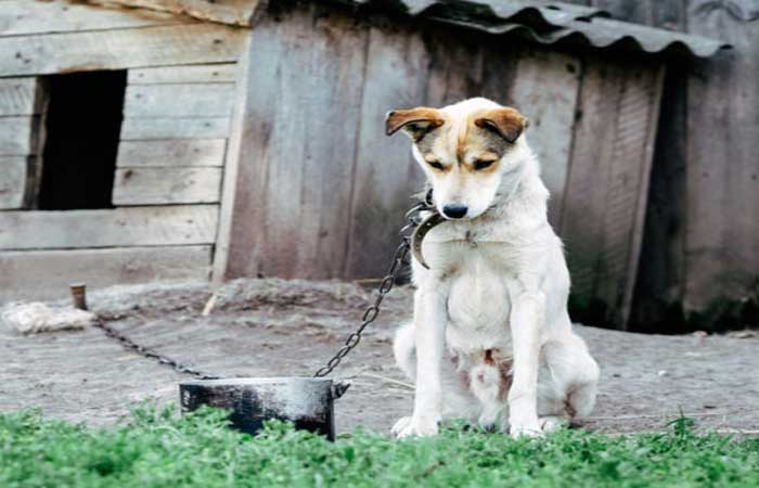 Saiba como denunciar maus-tratos contra animais
