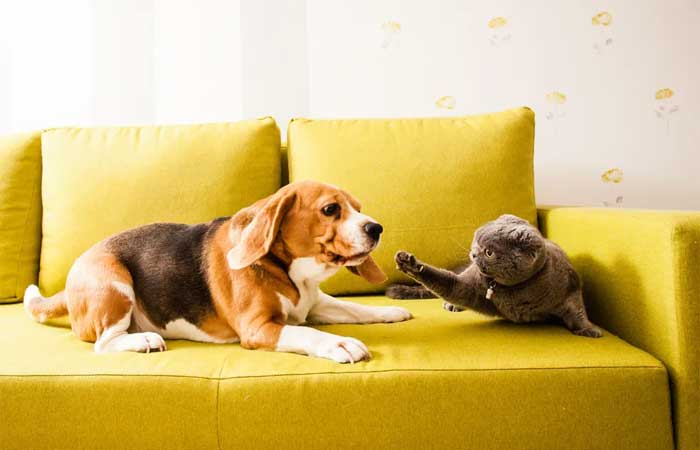 Quem é mais inteligente: o cachorro ou o gato? Desvendamos o mistério!