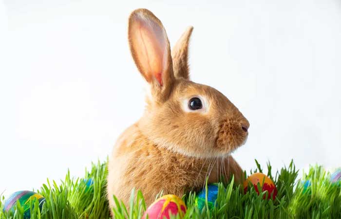 Entenda por que coelhos não devem ser adotados na empolgação do feriado