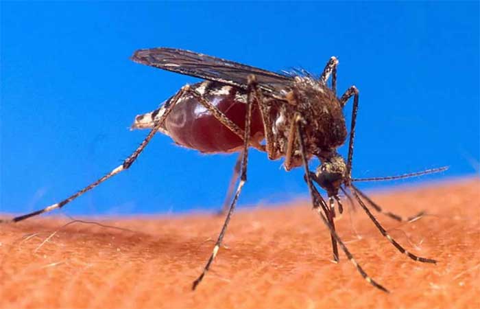 Dengue mata 2 pessoas por dia no Brasil. Veja dicas de cuidados