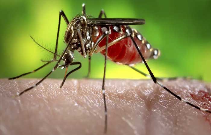 Cientistas testam novo método para combater transmissão de dengue, zika e chikungunya