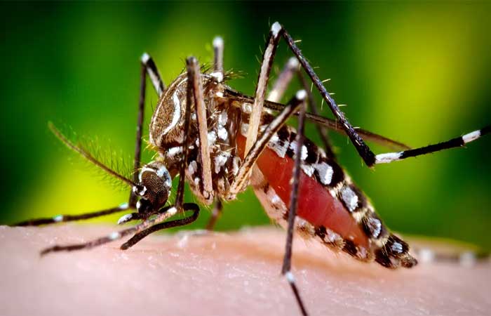 Novas epidemias de chikungunya podem continuar a incapacitar e matar no Brasil