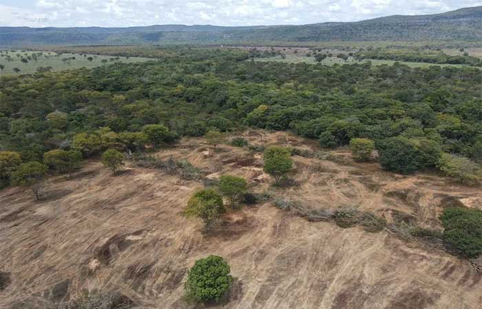 Mais de três mil hectares de caatinga desmatados ilegalmente são embargados
