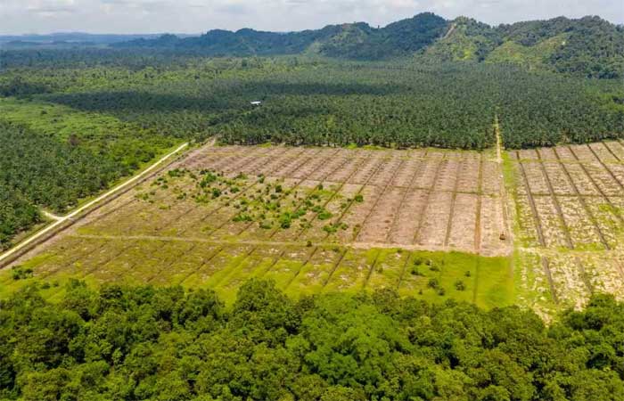Perdemos quase mil campos de futebol por dia de floresta na Amazônia