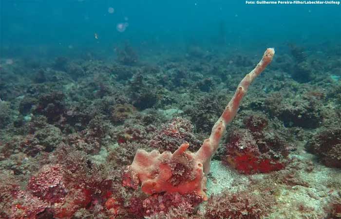 Pesquisadores da Unifesp confirmam a descoberta de novo hábitat marinho na Ilha das Couves