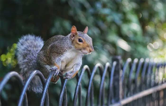 Animais que vivem em áreas mais arborizadas de Londres vivem mais, diz estudo