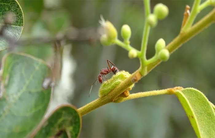 Interação entre borboletas e formigas evoluiu de forma diferente no Cerrado brasileiro