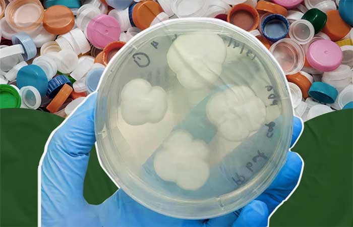 Cientistas descobrem fungos capazes de decompor plástico difícil de reciclar