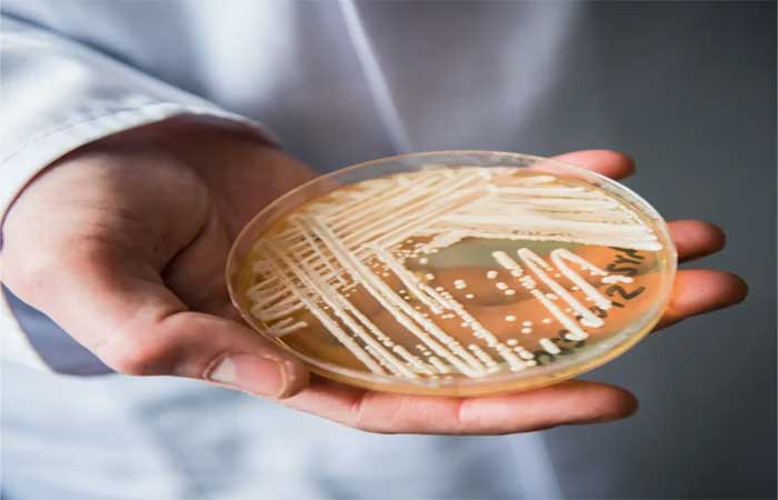 Candida auris: misterioso fungo mortal alarma autoridades mundiais de saúde