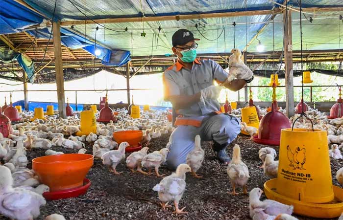 Por que a gripe aviária deste ano preocupa os cientistas