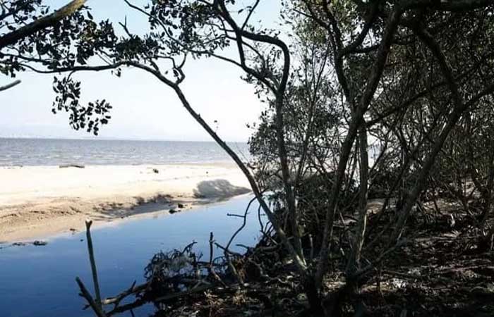 Manguezais do Sudeste brasileiro são mais vulneráveis às mudanças climáticas
