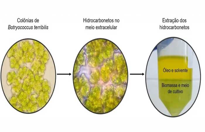 Pesquisadores da Unicamp cultivam microalgas para a produção de biocombustível
