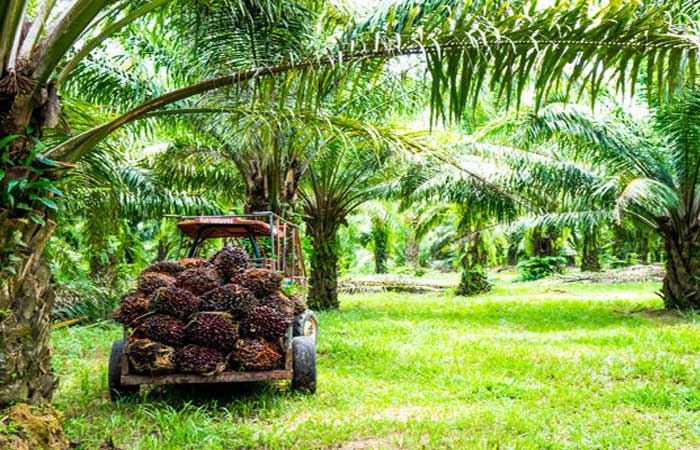 Presente no chocolate, o óleo  de palma é sinônimo de desmatamento e conflitos.