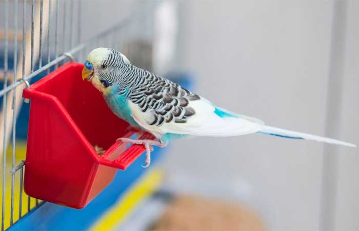 Aves domésticas: confira dicas de alimentação e saúde