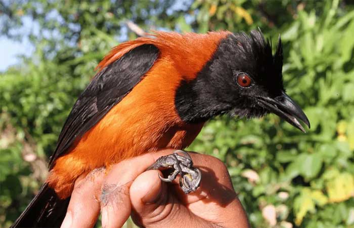 Duas novas espécies de aves venenosas são descobertas na Nova Guiné