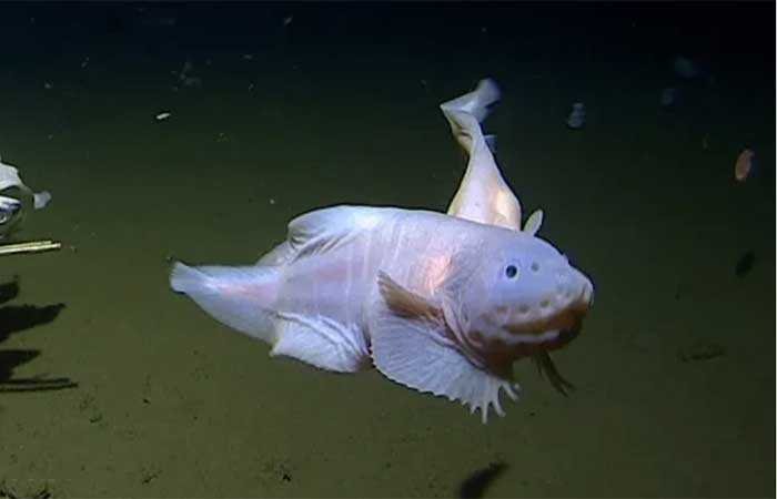 Nova espécie de peixe é descoberta há mais de 8km de profundidade