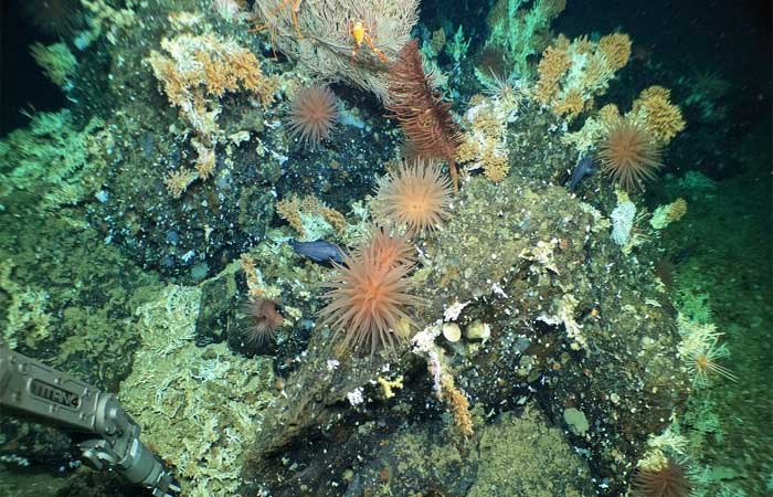Recife de coral intocado é descoberto em reserva marinha de Galápagos