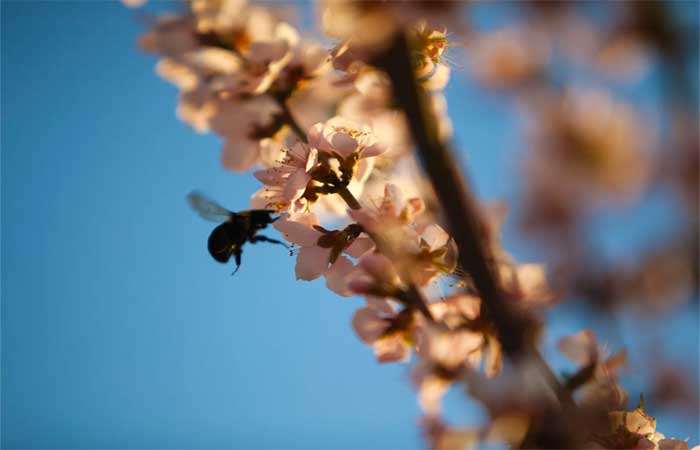 Como acontece o incansável trabalho das abelhas para produzir mel