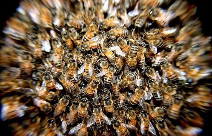 Startup Bee2Be aposta na produção sustentável para preservar abelhas ameaçadas de extinção