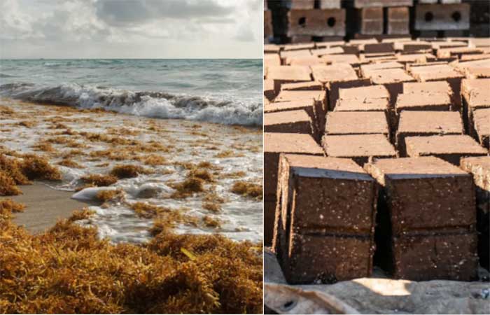Este jardineiro mexicano transformou pilhas de algas nas praias em blocos de construção duráveis ​​e ecológicos