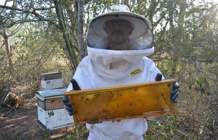 Investimento sustentável fortalece apicultura, gera renda e preserva meio ambiente