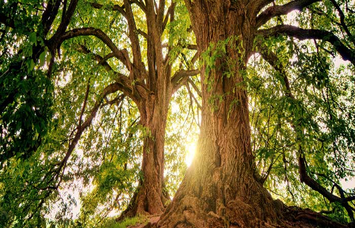 A diversidade de árvores pode aumentar o carbono e o nitrogênio no solo da floresta