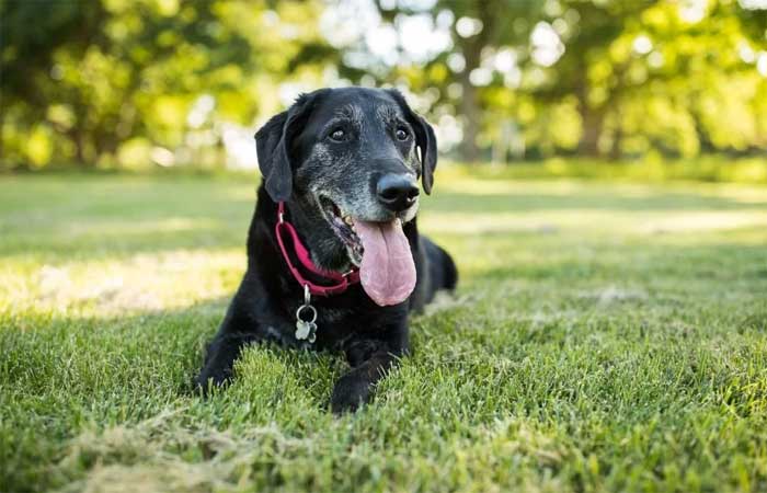 Veterinária dá 3 dicas cruciais para melhorar a vida do cachorro idoso