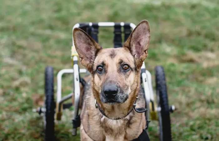 Projeto usa material que seria descartado para a confecção de cadeira de rodas especiais para cães