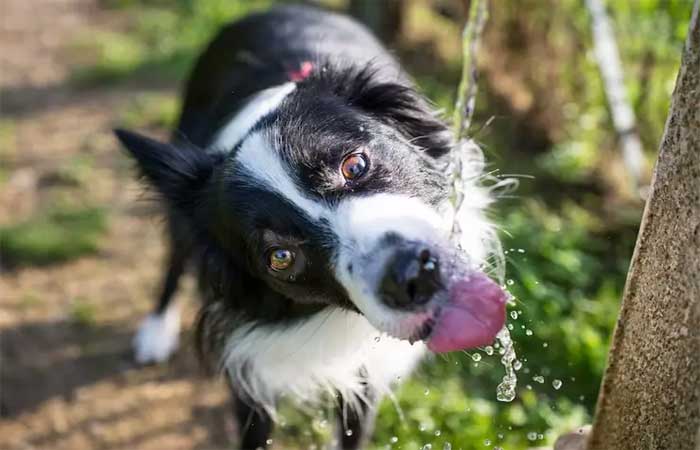 Especialistas alertam que água da torneira pode deixar cães e gatos doentes