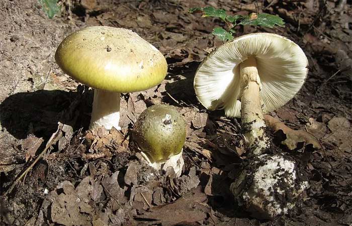 Descoberto o primeiro antídoto contra o cogumelo mais mortal do mundo