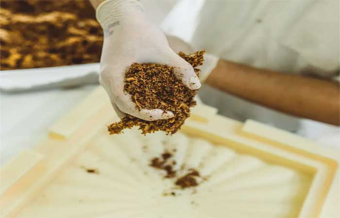 Empresa brasileira usa cogumelo como cola natural para criar material sustentável