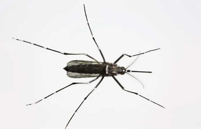 Saiba tudo sobre a dengue: o que é, como é transmitida e quanto tempo duram os sintomas