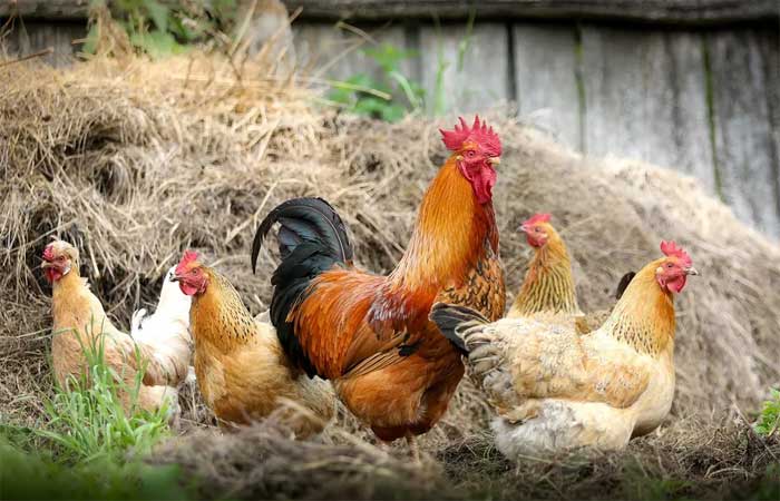 Gripe aviária: 4 perguntas para entender por que ela é uma emergência