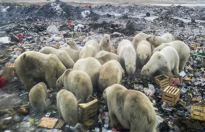 Aquecimento global derrete solo do Ártico e traz à tona lixo tóxico